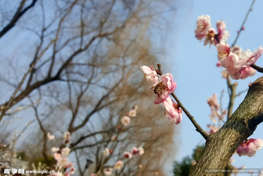 梅花