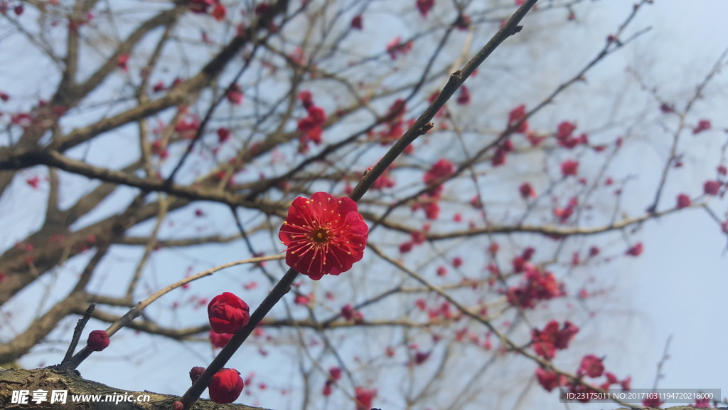 红梅