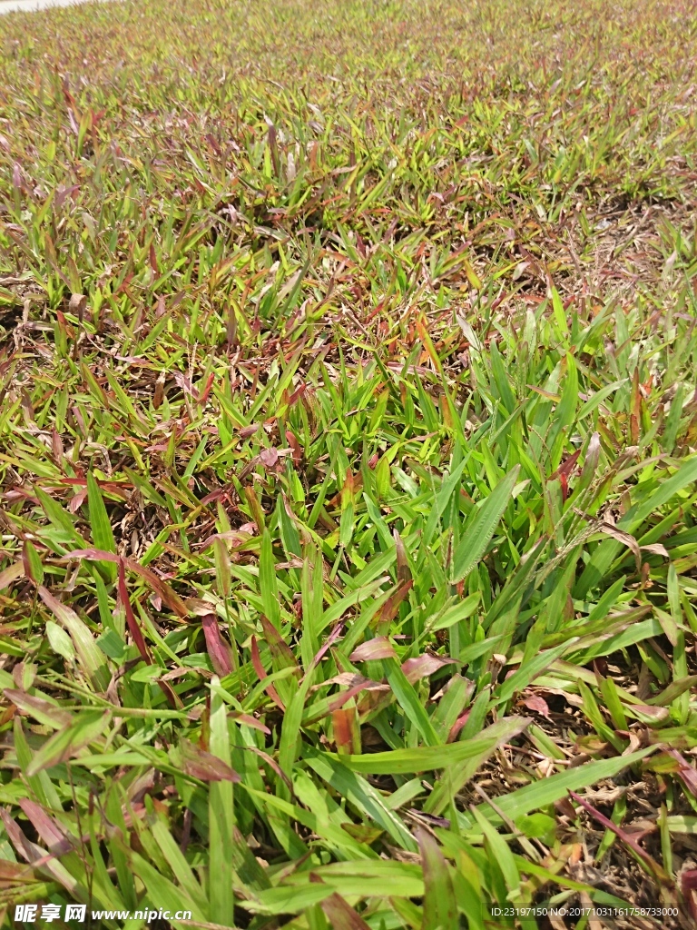 地毯草