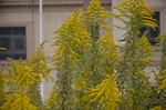 一枝黄花