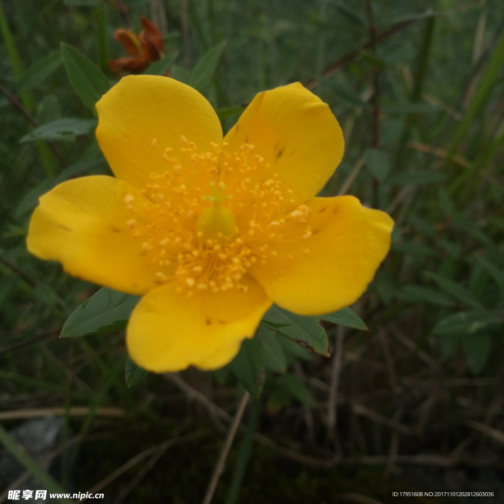 花