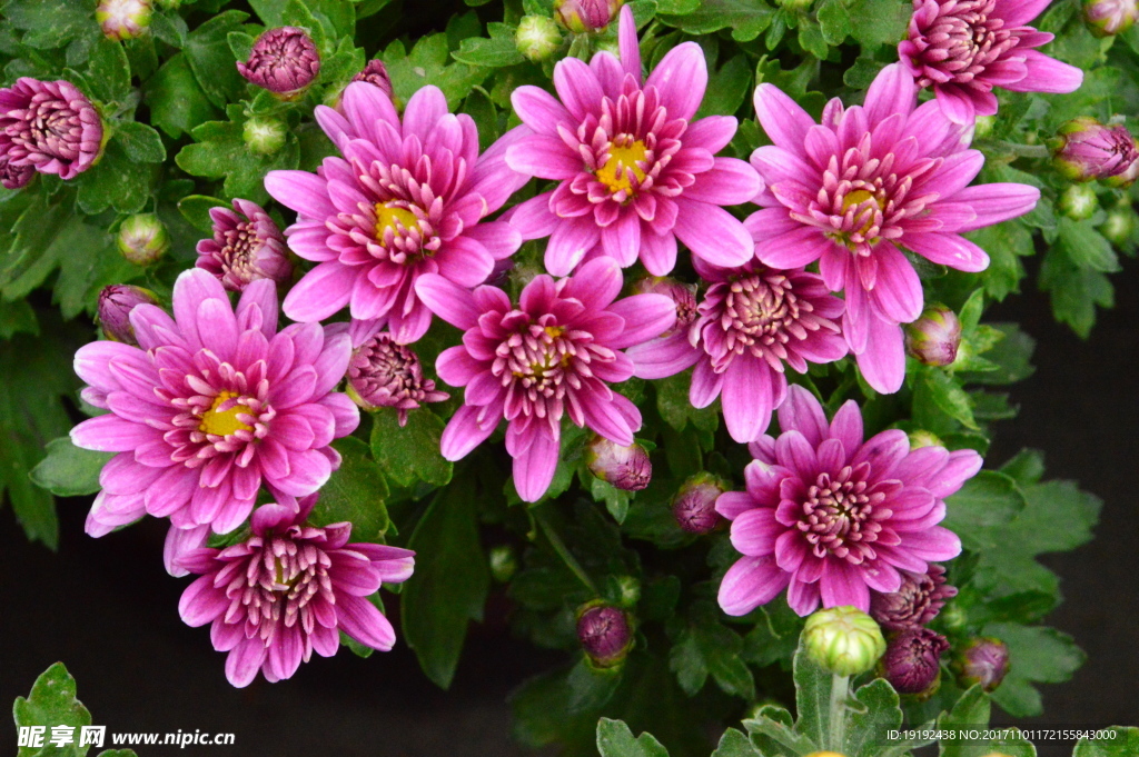 菊花