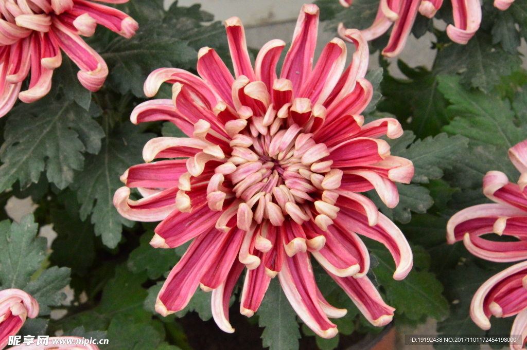 菊花