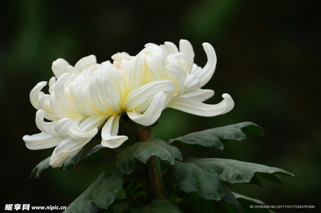 菊花