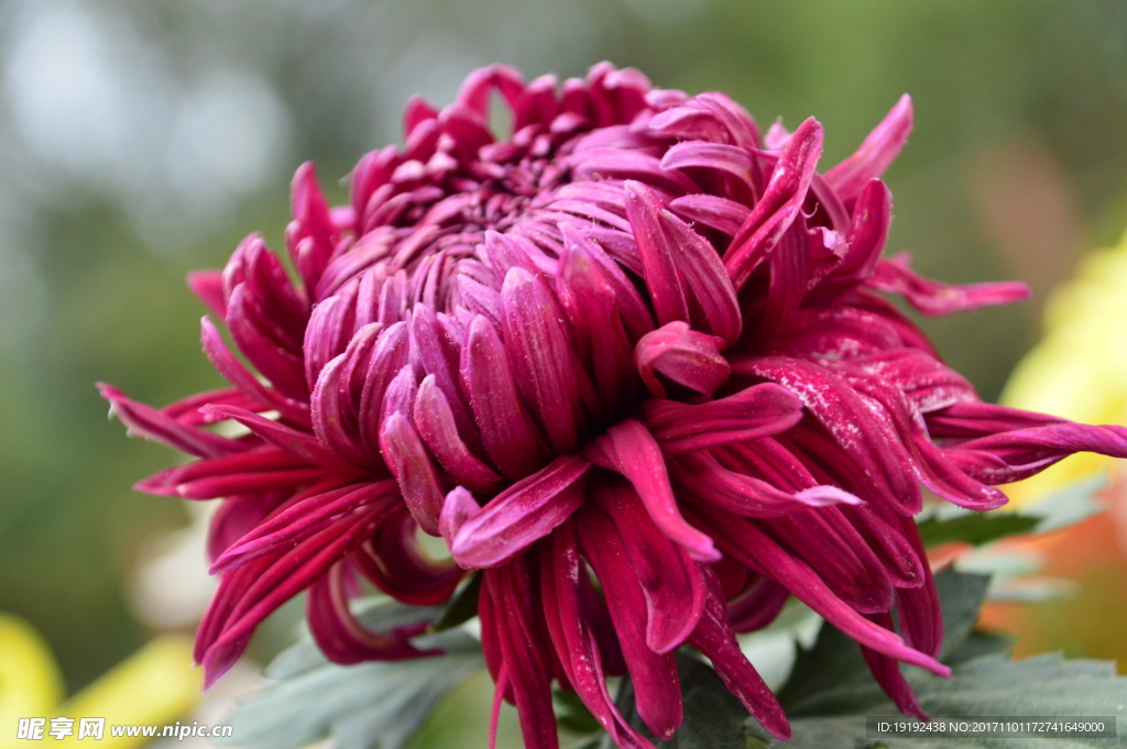 菊花