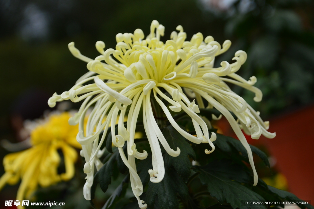 菊花