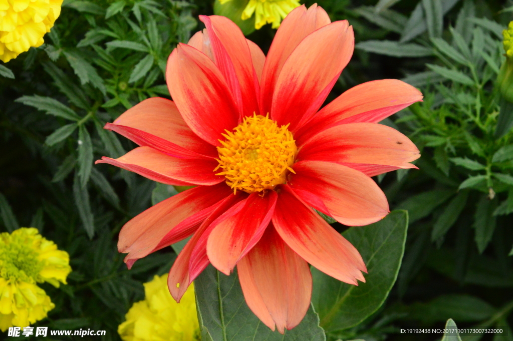 小丽花