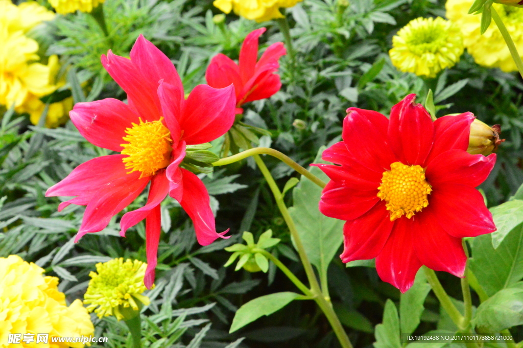 小丽花
