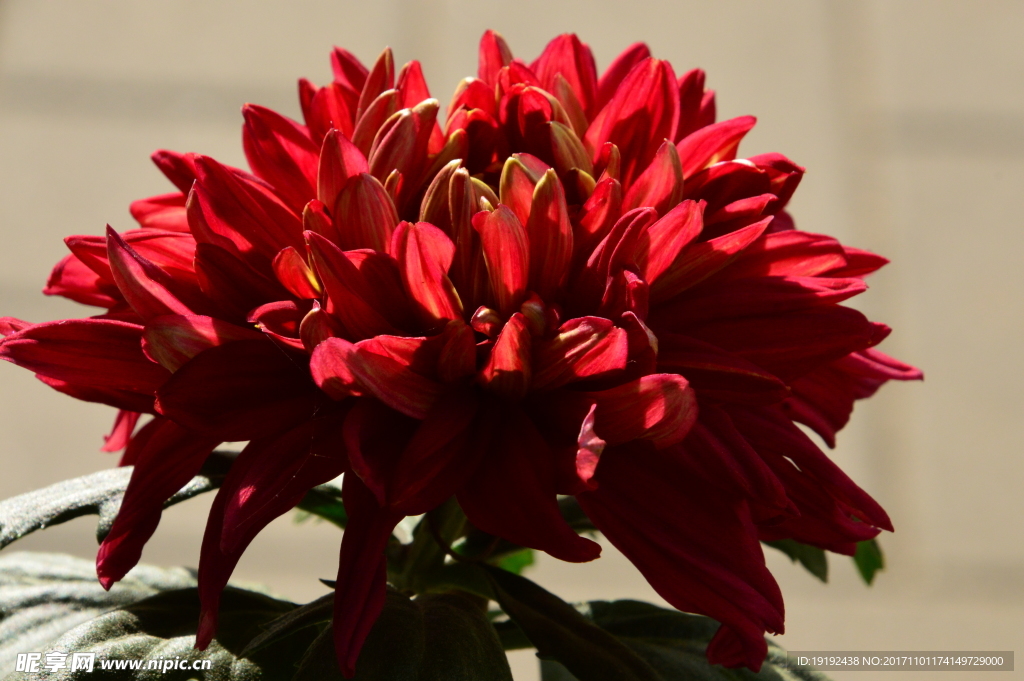 菊花