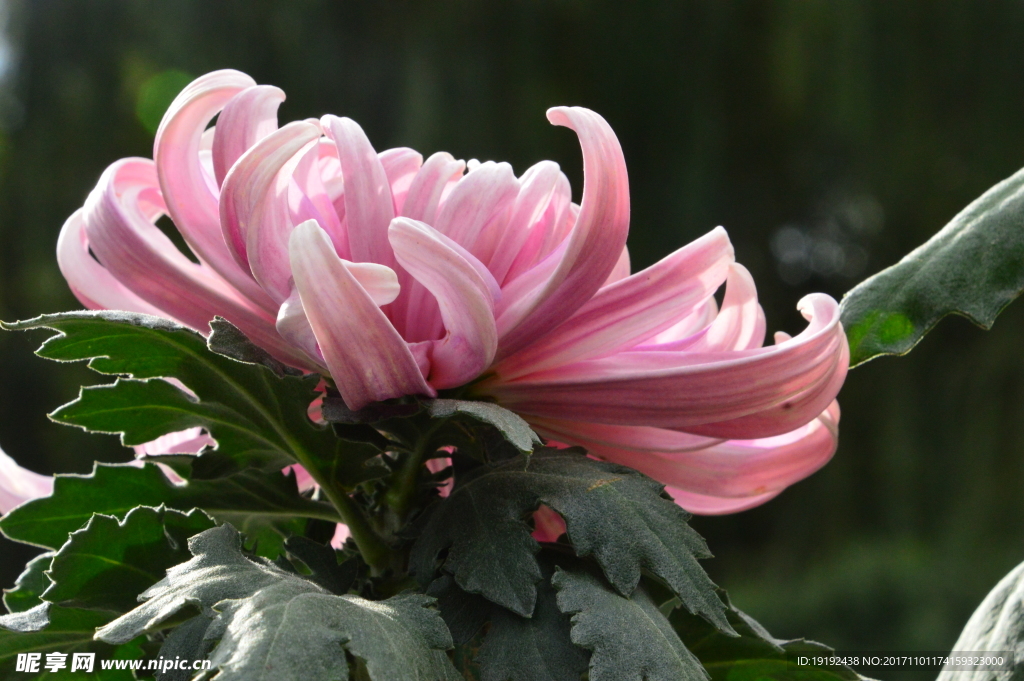 菊花