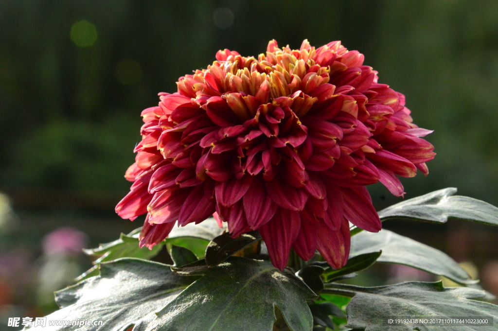 菊花