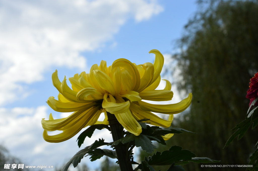菊花