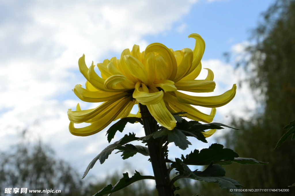 菊花