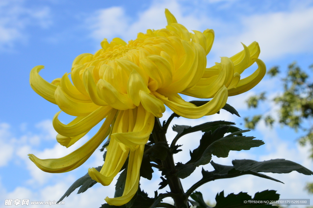 菊花