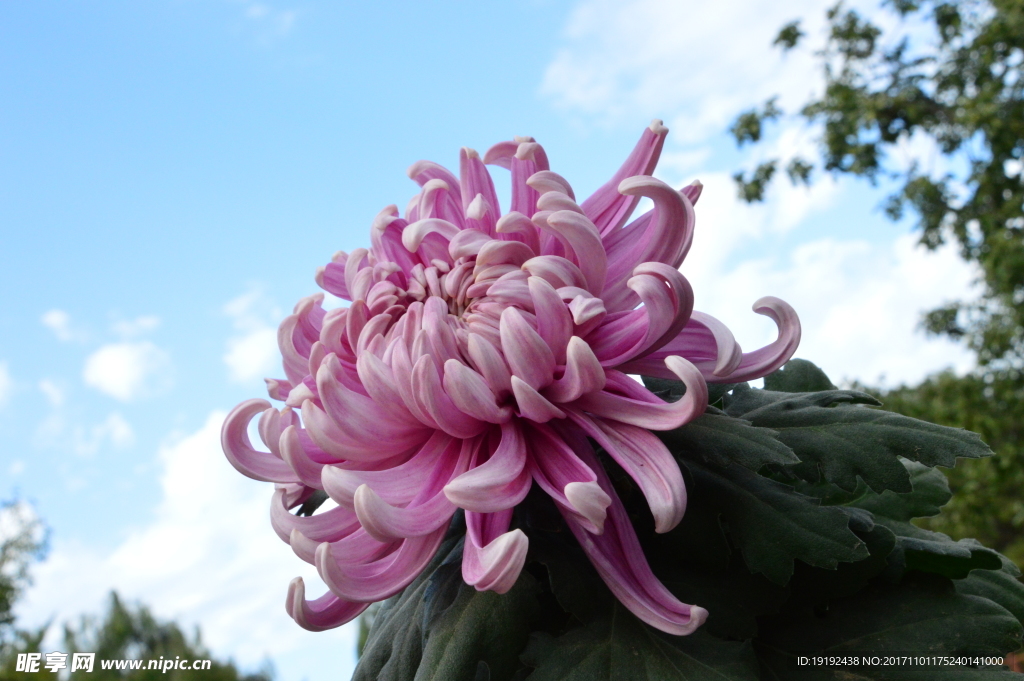 菊花