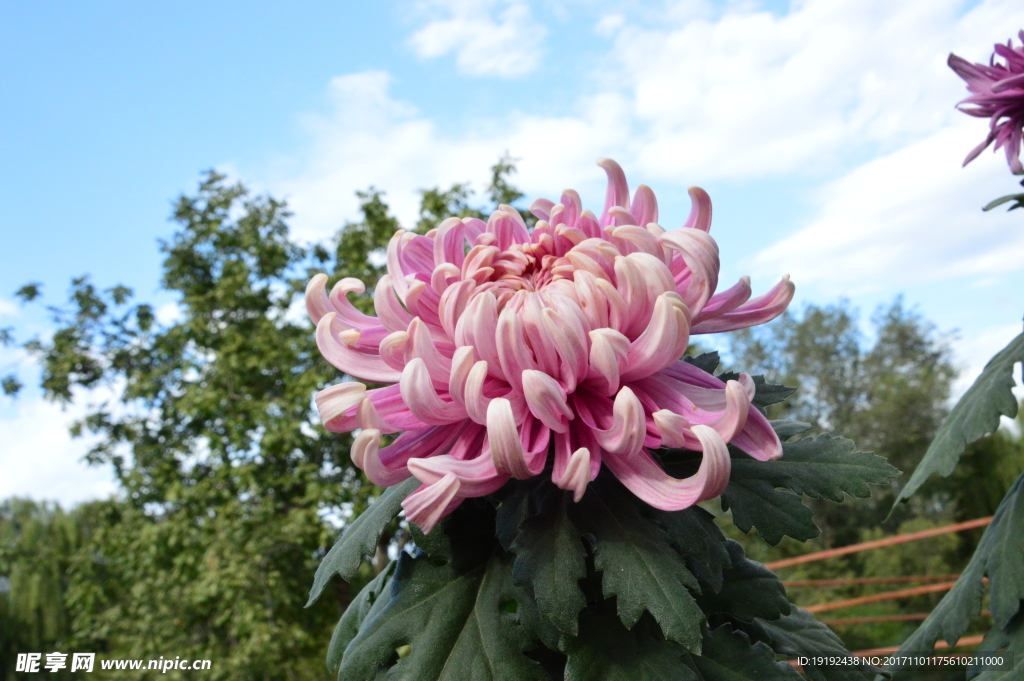 菊花