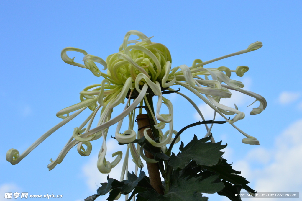 菊花