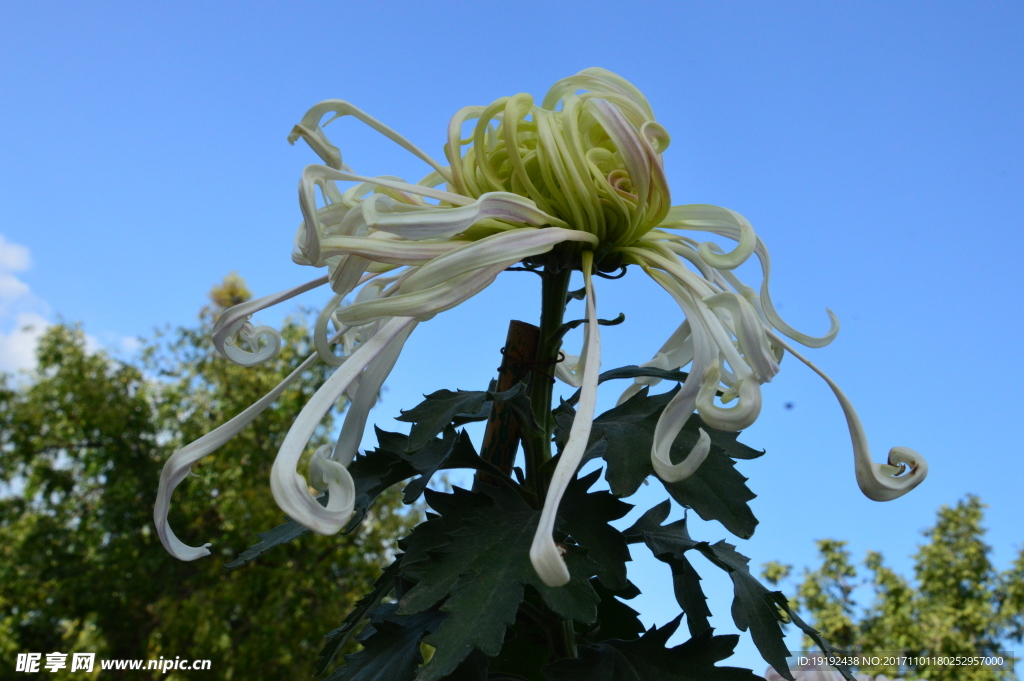 菊花