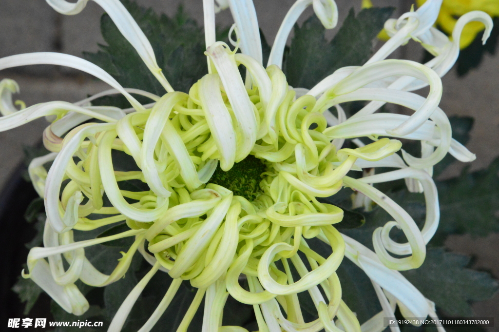 菊花
