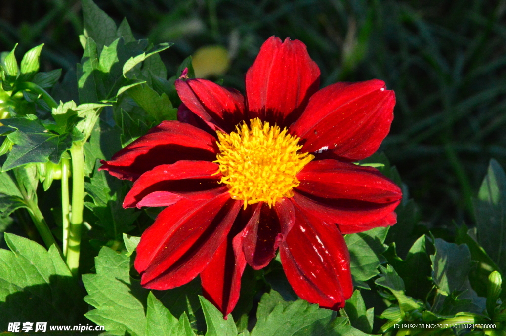 小丽花