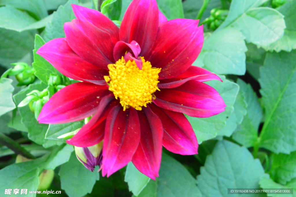 小丽花
