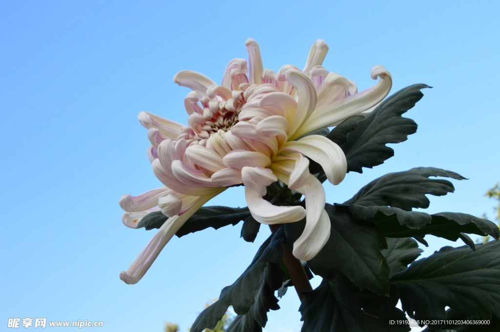 菊花