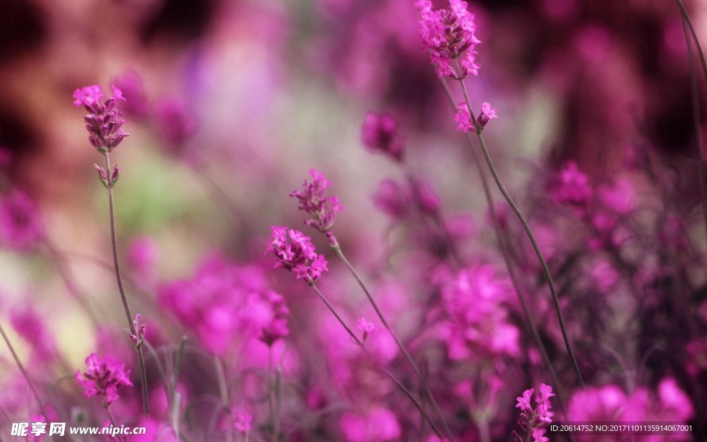 红色鲜花