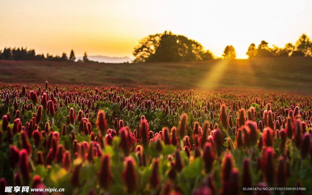 夕阳下的花海美景