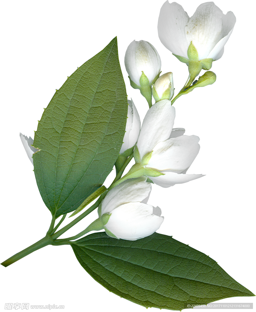 花