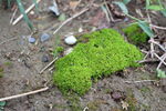 草地苔藓