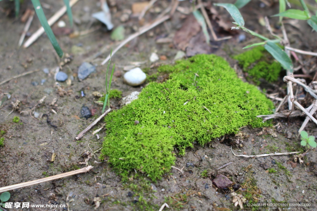 草地苔藓
