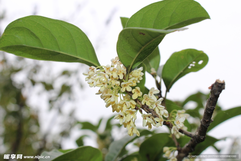 桂花