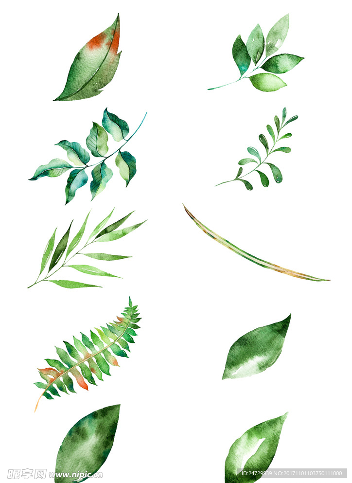 自然 绿色 叶子 绘画 植物