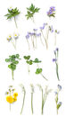 绿植 薰衣草 绿叶 菊花