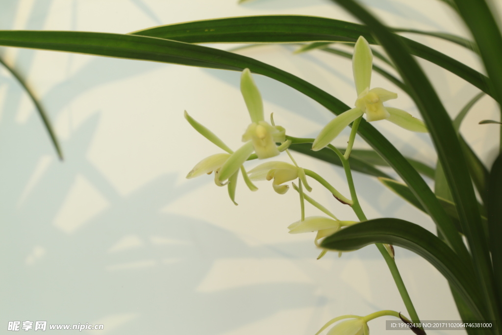 兰花