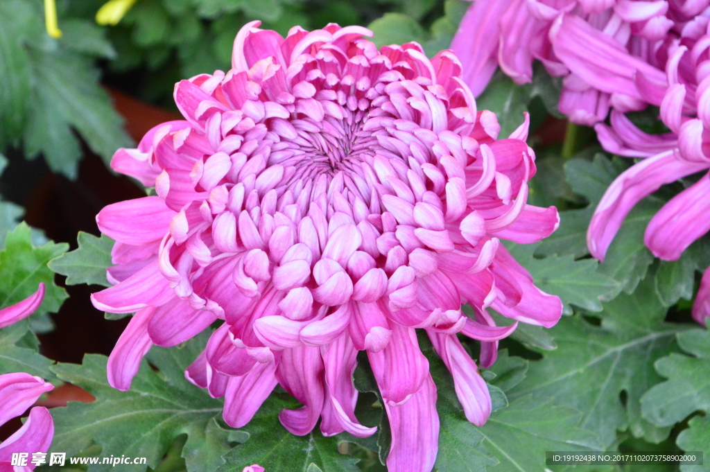 菊花