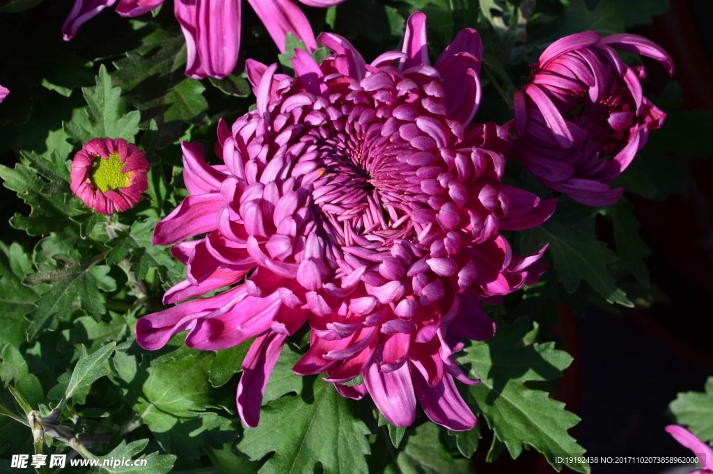 菊花
