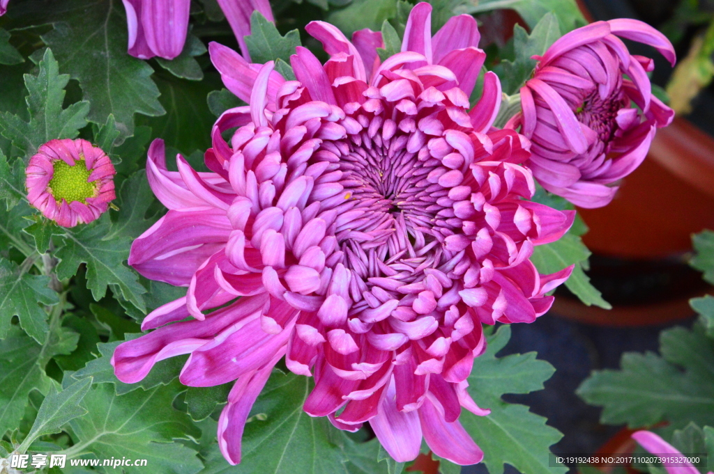 菊花