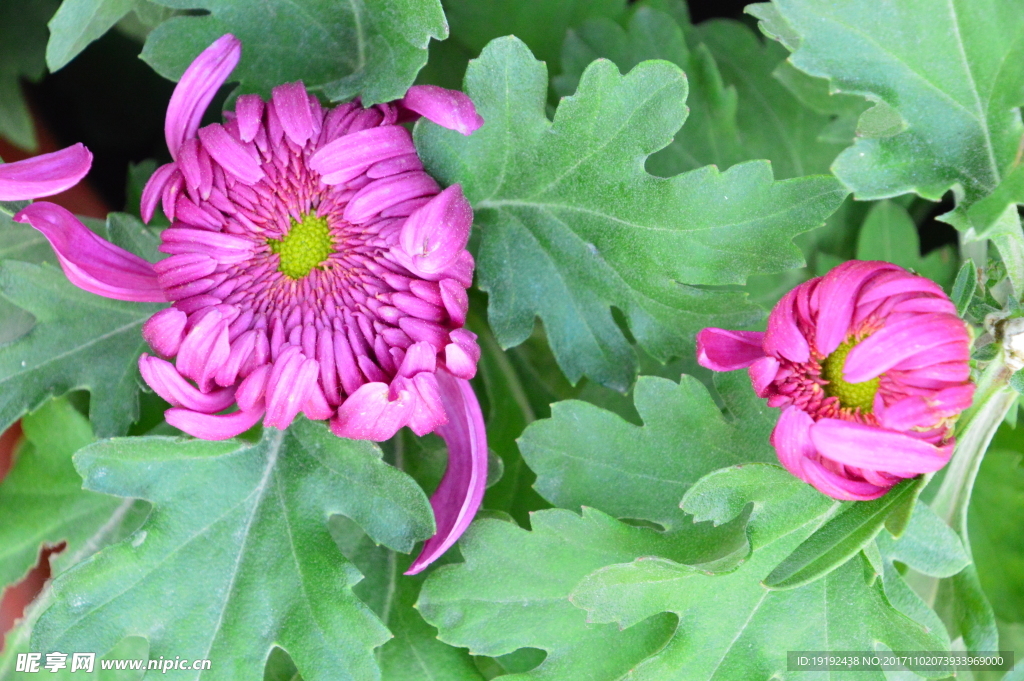 菊花