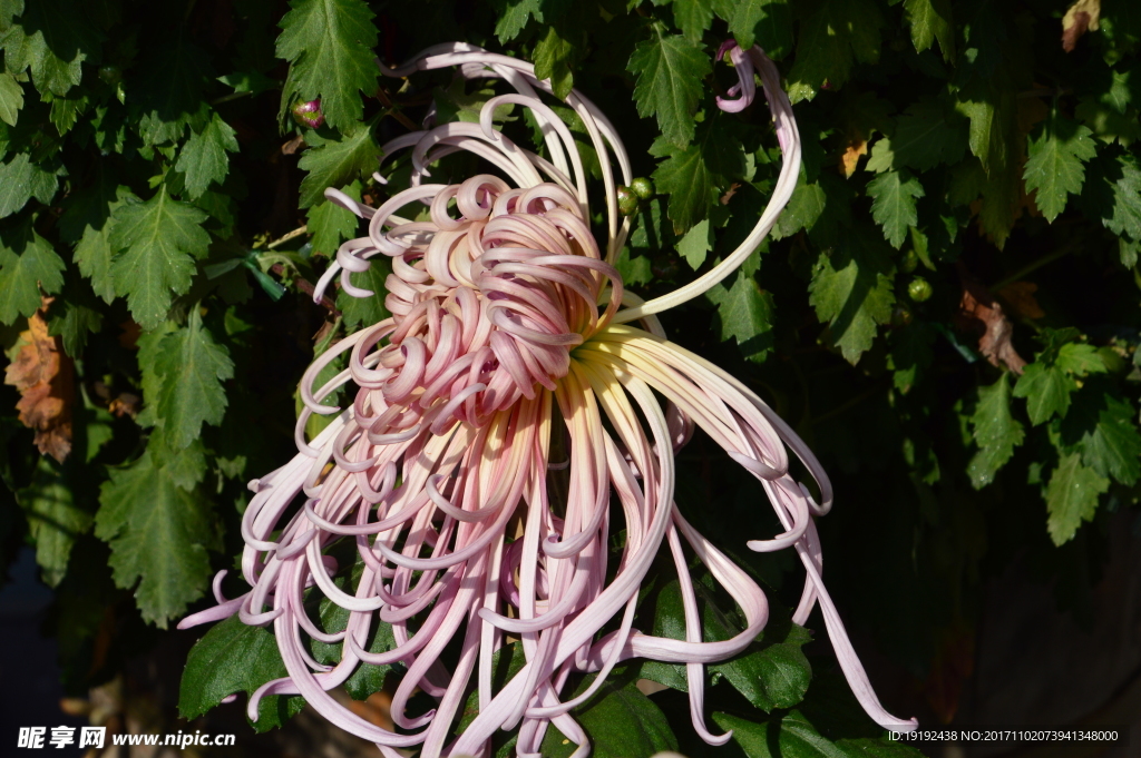菊花