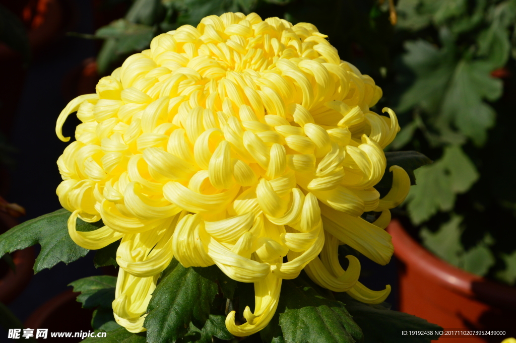 菊花