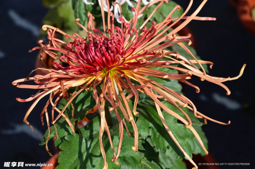 菊花