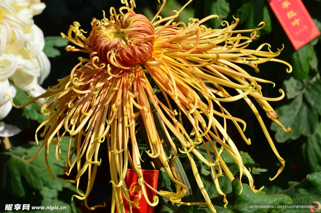 菊花