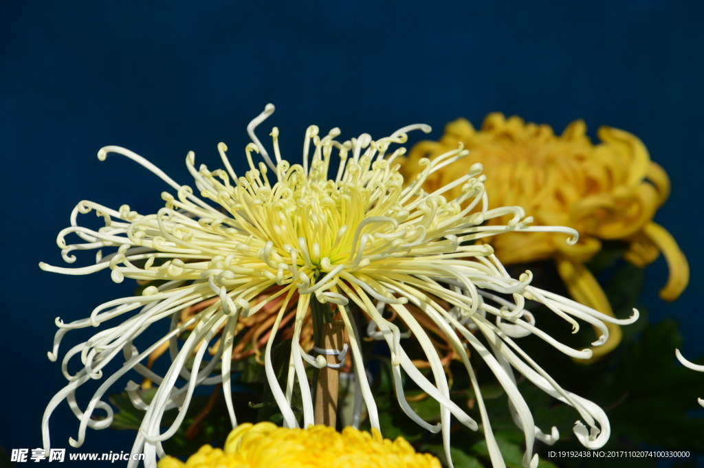 菊花