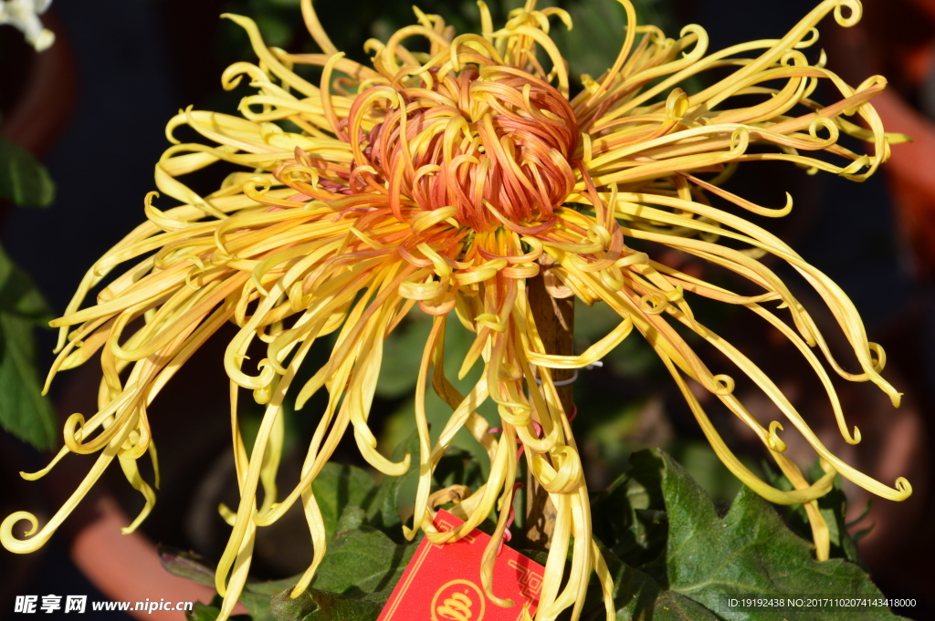 菊花