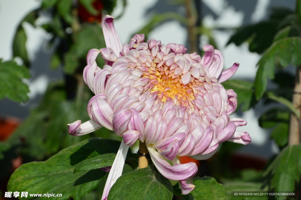 菊花