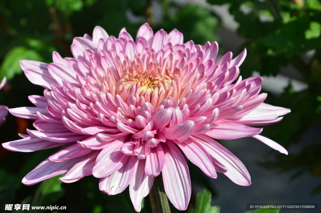 菊花