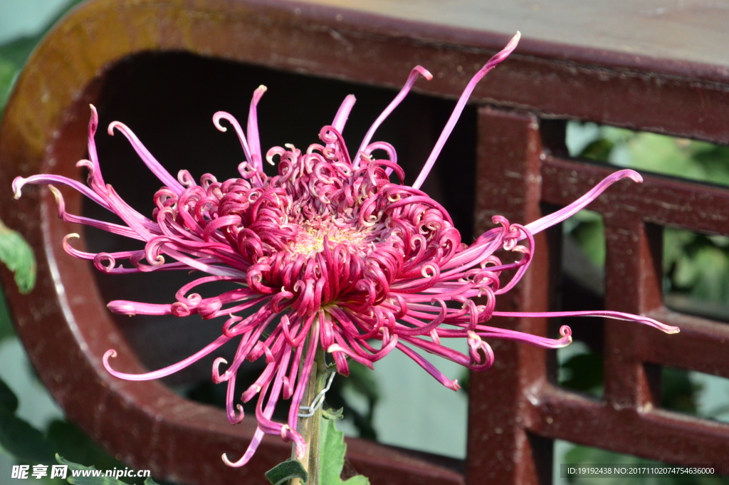 菊花