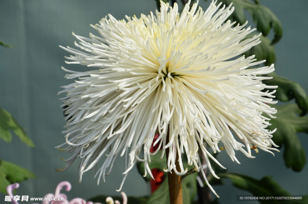 菊花