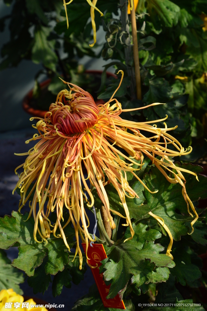 菊花